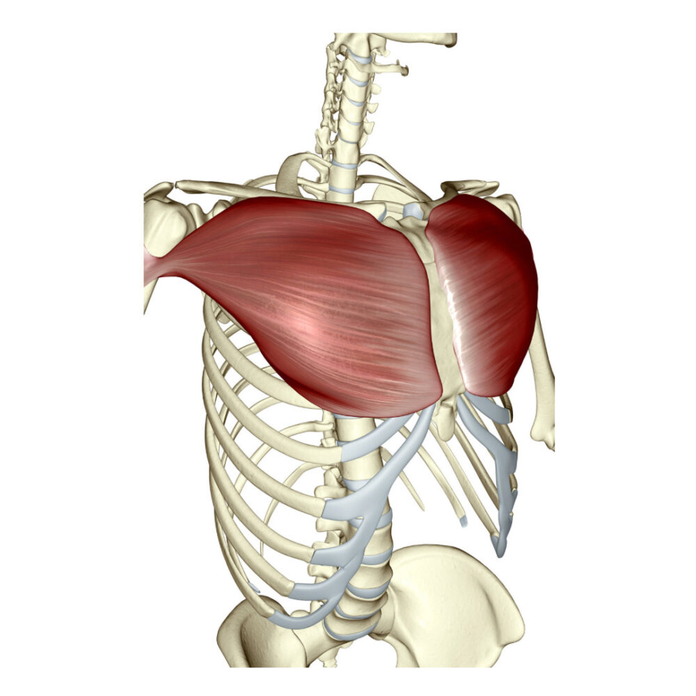 大胸筋について