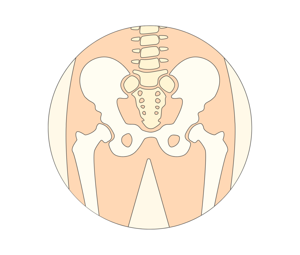 骨盤の役割と機能解剖学に基づく応用